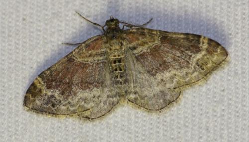 Réf. 246 744 : Xanthorhoe spadicearia